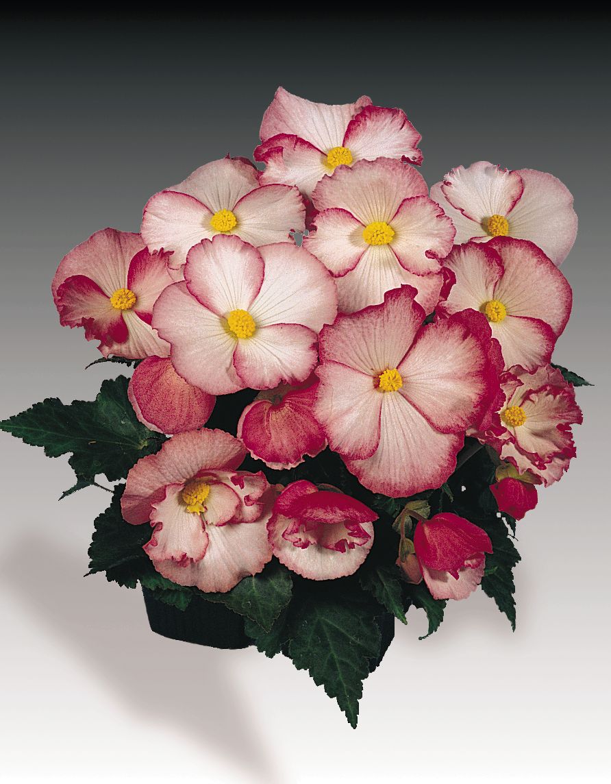 B. ‘Pinup Rose’